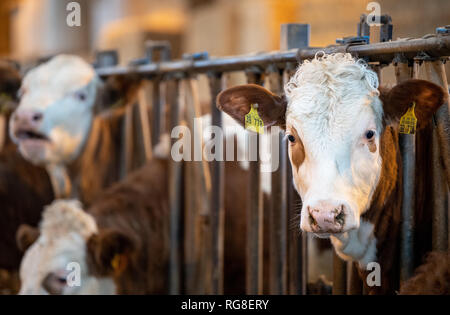 28 Januar 2019, Baden-Wuerttemberg, Markgröningen: Rinder stehen im Stall eines Emigranten Farm. Foto: Fabian Sommer/dpa Stockfoto