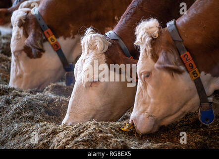 28 Januar 2019, Baden-Wuerttemberg, Markgröningen: Essen Vieh im Stall eines Emigranten Farm. Foto: Fabian Sommer/dpa Stockfoto