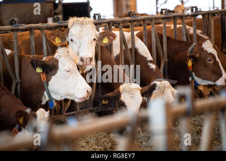 28 Januar 2019, Baden-Wuerttemberg, Markgröningen: Rinder stehen im Stall eines Emigranten Farm. Foto: Fabian Sommer/dpa Stockfoto