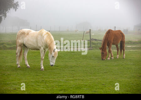 Pferde grasen in der Landschaft in einer nebligen Tag Stockfoto