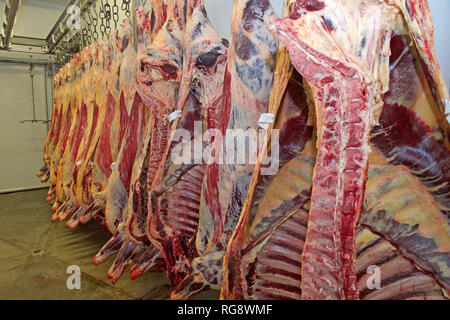 Schlachtkörper von Rindern in einem Schlachthof chill Zimmer aufhängen Stockfoto