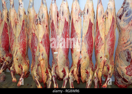 Schlachtkörper von Rindern in einem Schlachthof chill Zimmer aufhängen Stockfoto