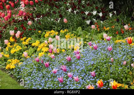 Frühling in London - bunte Vielfalt von Blumen im St. James' Park: Primeln, Tulpen und Vergissmeinnicht (myosotis). Stockfoto