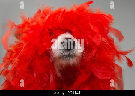 Lustig HUND IN MARDI GRAS CARNIVAL RED FEATHER BOA. Isolierte STUDIO SHOT vor grauem Hintergrund. Stockfoto