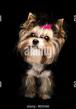 Süße Biewer Yorkshire Terrier mit rosa Schleife auf schwarzem Hintergrund. Hunde portrait Stockfoto