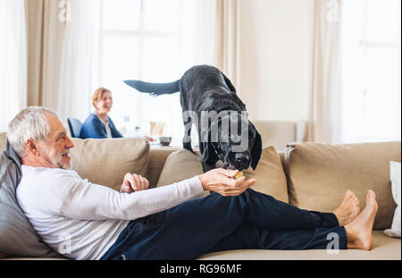 Ein älteres Paar im Innenbereich mit einem schwarzen Hund zu Hause, eine gute Zeit. Stockfoto