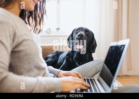 Ein Mittelteil der unkenntlich teenage Mädchen mit einem Hund sitzt auf einem Sofa im Innenbereich, die an einem Notebook arbeitet. Stockfoto