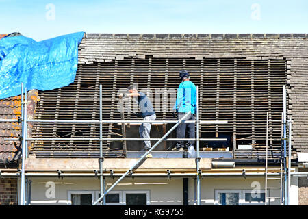 Builder Arbeiter auf Gerüst entfernen Dachziegel & Holz in Vorbereitung auf neue dormer Zimmer im Dachgeschoss im Dachgeschoss von Haus Romford East London Großbritannien Stockfoto