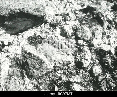 . Bulletins der amerikanischen Paläontologie. Baja California Stratigraphie: Carreno und Smith 75 1 112° 30.6' W â² K-Ar Ort einen mikrofossilien 0 5 1 KM N/m A/C.^ •^'/y ySÂ° Bahia (^O'Vaporeta J^y â^V. ST., / "W'i -&gt; "ffl, Punta/^V&gt; VV K°^.. W 28° Ensenada Blanca^/^^' ich'n^"^^, ^- 53,7'N EIN^^^" ich S*^%/l^^3-^C&gt; Vt^. - Â® "^^X 1 Cerro^S^-J^l^Starship&gt;-v PuntaC;;;;;;;;^%.. --^%^, Willard ^ - ^^^ Isla Tiburon Text - Abbildung 47. âSouthwestern Isla Tiburon. Sonora. Lokalität Karte geändert von Smith (l^ Qlc). Den mittleren bis späten Miozän aiide. Standorte Stockfoto
