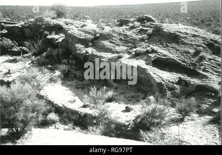 . Bulletins der amerikanischen Paläontologie. Baja California Stratigraphie: Carreno und Smith 69 Teil der tlie San Felipe Viereck dargestellt wurden von Boehni (l'^) S2). Die Dicke der marinen Abschnitt ist als 100 m geschätzt. San Felipe Diatoiiiite Meiuher. Spät Mioeene-Early Plioeene.-Böhm untere Mitglied wurde aus Aufnahmen entlang der östlichen Seite des südlichen Sierra San Felipe beschrieben. Die Einheit ist mehr als 30 m dick und enthält Miozän, Naher bathyal Diatomeen, silicoflagellates, radiolarians. und Tief - Wasser - tbramin ifers, marine Deposition in der embayment vorschlagen begann mit 6,0 - 5,5 Stockfoto