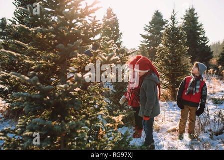 Drei Kinder einen Weihnachtsbaum auf a Christmas Tree Farm, United States Stockfoto