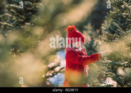 Mädchen wählen einen Weihnachtsbaum auf a Christmas Tree Farm, United States Stockfoto