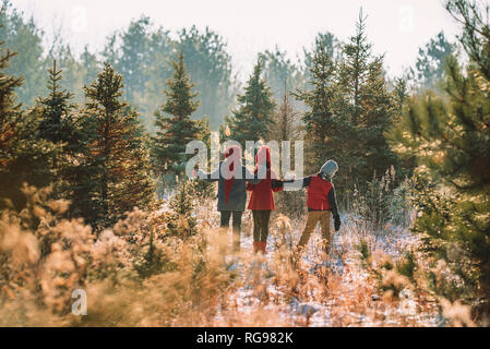 Drei Kinder einen Weihnachtsbaum auf a Christmas Tree Farm, United States Stockfoto