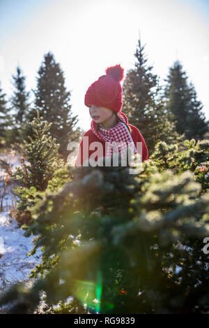Mädchen im Feld Auswahl einen Weihnachtsbaum stehen, United States Stockfoto