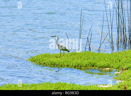 White-faced Reiher am See Monger, Western Australia Stockfoto