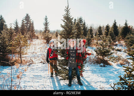 Drei Kinder einen Weihnachtsbaum auf a Christmas Tree Farm, United States Stockfoto