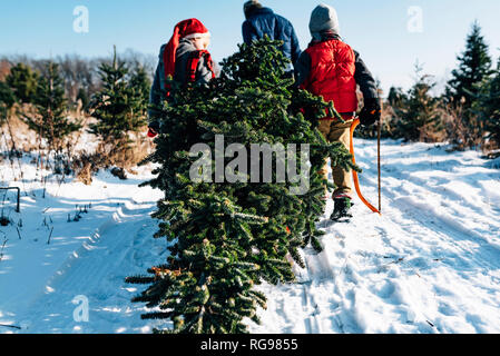 Vater und drei Kinder einen Weihnachtsbaum auf a Christmas Tree Farm, United States Stockfoto