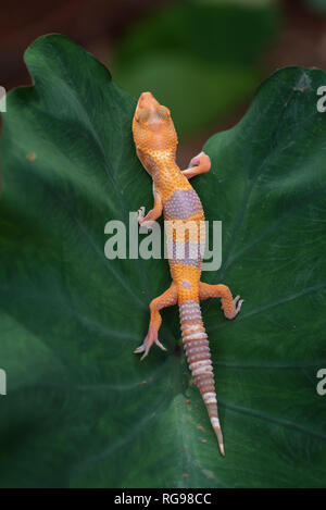 Nahaufnahme eines Leopard gecko auf einem Blatt, Indonesien Stockfoto