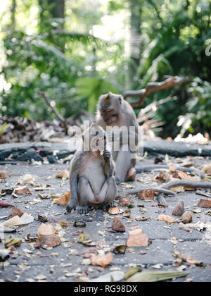 Zwei balinesischen Long-tailed Affen, Heilige Affenwaldstation, Ubud, Bali, Indonesien Stockfoto