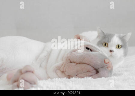 Britische Kurzhaarkatze versteckt sich hinter Shar pei Welpen Hund Stockfoto