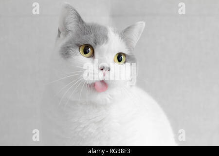 Porträt einer Britisch Kurzhaar Katze Zunge heraus Stockfoto