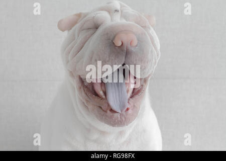 Shar pei Welpe Hund gähnend Stockfoto