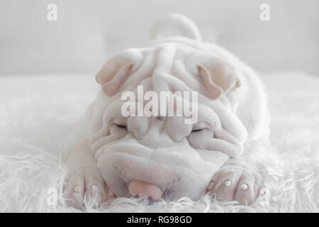 Porträt eines Shar pei Welpen Hund auf einer flauschigen Decke liegen Stockfoto