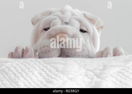 Shar pei Welpe guckt über den Rand eines Bettes Stockfoto