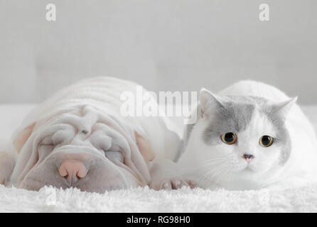 Shar pei und eine britische Kurzhaarkatze liegen auf einem Bett Stockfoto