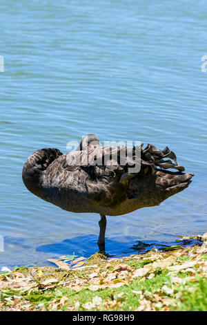 Schwarzer Schwan, See Monger, Western Australia Stockfoto