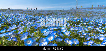 Nemophila (Baby blaue Augen Blumen) Blüte Feld, blaue Blume Teppich Stockfoto