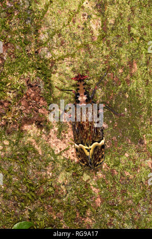 Warze - vorangegangen Bug (Phrictus quinquepartitus) Erwachsenen ruht auf Moos bedeckt Baumstamm, Panama Stockfoto