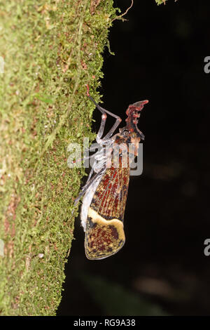 Warze - vorangegangen Bug (Phrictus quinquepartitus) Erwachsenen ruht auf Moos bedeckt Baumstamm, Panama Stockfoto