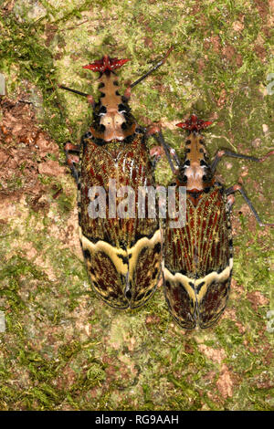 Warze - vorangegangen Bug (Phrictus quinquepartitus) zwei Erwachsene auf Moos bedeckt Baumstamm, Panama Stockfoto