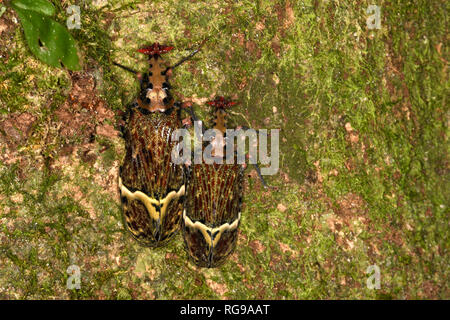 Warze - vorangegangen Bug (Phrictus quinquepartitus) zwei Erwachsene auf Moos bedeckt Baumstamm, Panama Stockfoto