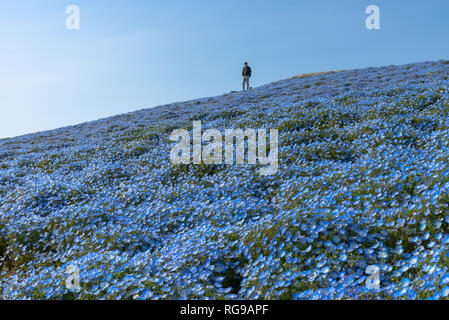 Nemophila (Baby blaue Augen Blumen) Blüte Feld, blaue Blume Teppich Stockfoto