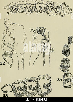 . Bulletins der amerikanischen Paläontologie. PI. 4 r, Bd. 13 Bull. Amer. Pal. Nr. 50, PI. 6 29 30. Bitte beachten Sie, dass diese Bilder sind von der gescannten Seite Bilder, die digital für die Lesbarkeit verbessert haben mögen - Färbung und Aussehen dieser Abbildungen können nicht perfekt dem Original ähneln. extrahiert. Paläontologische Forschung Institution (Ithaca, N.Y.); Columbia University. Ithaca, N.Y., paläontologische Forschung Institution [etc. ] Stockfoto