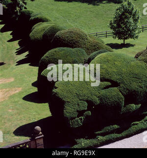 "Birds Eye View von großen, abgerundeten Formgehölze hedge im großen Garten' Stockfoto