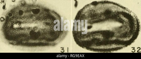 . Bulletins der amerikanischen Paläontologie. $ Z 2 3^2 26^^27^^ 28. 29 30 I. Bitte beachten Sie, dass diese Bilder sind von der gescannten Seite Bilder, die digital für die Lesbarkeit verbessert haben mögen - Färbung und Aussehen dieser Abbildungen können nicht perfekt dem Original ähneln. extrahiert. Paläontologische Forschung Institution (Ithaca, N.Y.); Columbia University. Ithaca, N.Y., paläontologische Forschung Institution [etc. ] Stockfoto