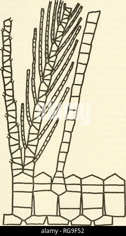 . Bulletins der amerikanischen Paläontologie. Ordovician-Silurian Crinoiden: Warnen und Strimple 85. Text-Bild. 20. Explosionszeichnung der Ectenocrlnus simplex (nach Ulrich, 1925).. Bitte beachten Sie, dass diese Bilder sind von der gescannten Seite Bilder, die digital für die Lesbarkeit verbessert haben mögen - Färbung und Aussehen dieser Abbildungen können nicht perfekt dem Original ähneln. extrahiert. Paläontologische Forschung Institution (Ithaca, N.Y.); Columbia University. Ithaca, N.Y., paläontologische Forschung Institution [etc. ] Stockfoto