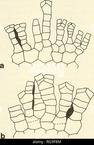 . Bulletins der amerikanischen Paläontologie. Ordovician-Silurian Crinoiden: Warnen und Strimple 69. mm r-5L-0. Bitte beachten Sie, dass diese Bilder sind von der gescannten Seite Bilder, die digital für die Lesbarkeit verbessert haben mögen - Färbung und Aussehen dieser Abbildungen können nicht perfekt dem Original ähneln. extrahiert. Paläontologische Forschung Institution (Ithaca, N.Y.); Columbia University. Ithaca, N.Y., paläontologische Forschung Institution [etc. ] Stockfoto