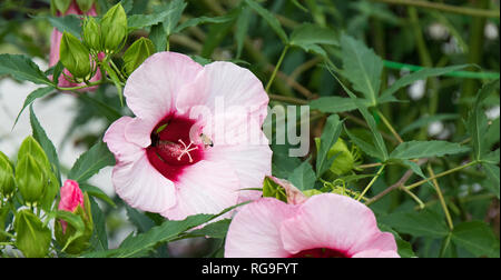 Eine Biene bestäubt eine große rosa und rote Hibiskus Blume mit einem grünen grünen Hintergrund. Stockfoto