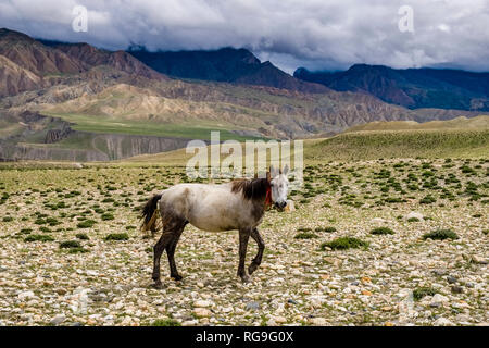 Ein weißes Pferd ist die Beweidung in die karge Landschaft des Oberen Mustang Stockfoto