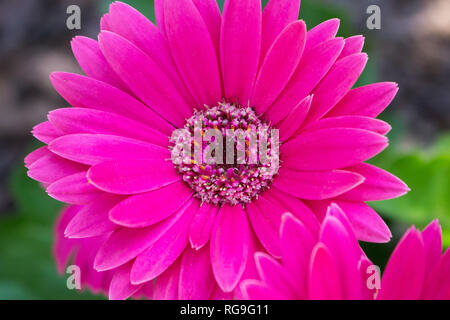 Ein schönes Makro Foto von einem hellen Rosa Gerber Daisy. Stockfoto