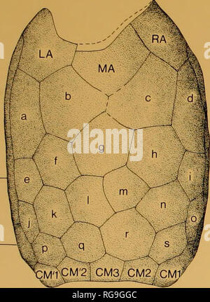 . Bulletins der amerikanischen Paläontologie. . M 2 M 3 M 4 Text - Abbildung 5.-Panzers Detail der Anomalocystites Dais. Diese Zahl ist auf USNM 33661 ein (PI. 2. Bild. I).. Bitte beachten Sie, dass diese Bilder sind von der gescannten Seite Bilder, die digital für die Lesbarkeit verbessert haben mögen - Färbung und Aussehen dieser Abbildungen können nicht perfekt dem Original ähneln. extrahiert. Paläontologische Forschung Institution (Ithaca, N.Y.); Columbia University. Ithaca, N.Y., paläontologische Forschung Institution [etc. ] Stockfoto