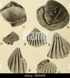 . Bulletins der amerikanischen Paläontologie. m 13. t: s 28/O 29 30^^ 31 32'. Bitte beachten Sie, dass diese Bilder sind von der gescannten Seite Bilder, die digital für die Lesbarkeit verbessert haben mögen - Färbung und Aussehen dieser Abbildungen können nicht perfekt dem Original ähneln. extrahiert. Paläontologische Forschung Institution (Ithaca, N.Y.); Columbia University. Ithaca, N.Y., paläontologische Forschung Institution [etc. ] Stockfoto