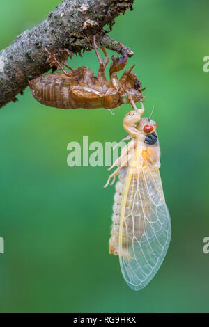 Periodische Zikaden (Magicicada septendecim) Frisch entstand nach hängen an Pupal Shell. Powell's Valley, Pennsylvania, Juni. Stockfoto