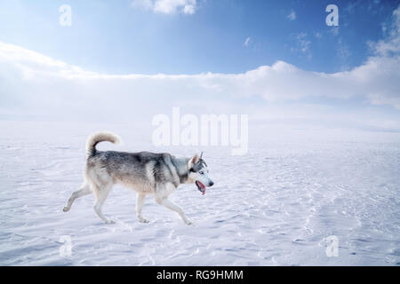 Close-up Portrait von wunderschönen sibirischen Husky dog walking auf dem Schnee. Stockfoto