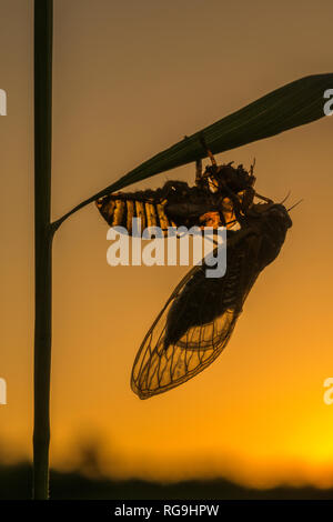 Periodische Zikaden (Magicicada septendecim) Frisch entstand nach hängen an Pupal Shell. Die von der untergehenden Sonne beleuchtete. Powells Tal, Pennsylvania, Juni. Stockfoto