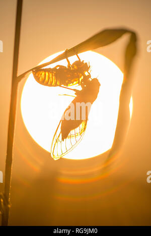 Periodische Zikaden (Magicicada septendecim) Frisch entstand nach hängen an Pupal Shell. Die von der untergehenden Sonne beleuchtete. Powells Tal, Pennsylvania, Juni. Stockfoto